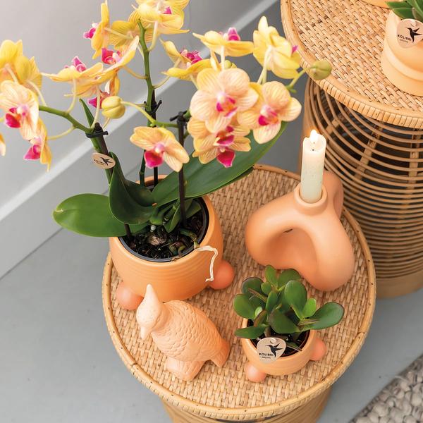 Kolibri Orchids | Oranje Phalaenopsis orchidee – Jamaica + Rolling sierpot peach – potmaat Ø9cm | bloeiende kamerplant in bloempot - vers van de kweker