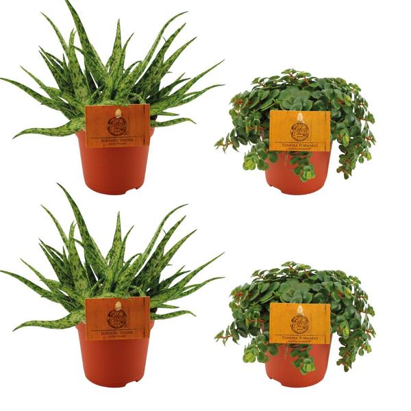 2x Aloe Spider + 2x Sedum Tornado - 4 stuks - Ø10.5cm - ↕10cm