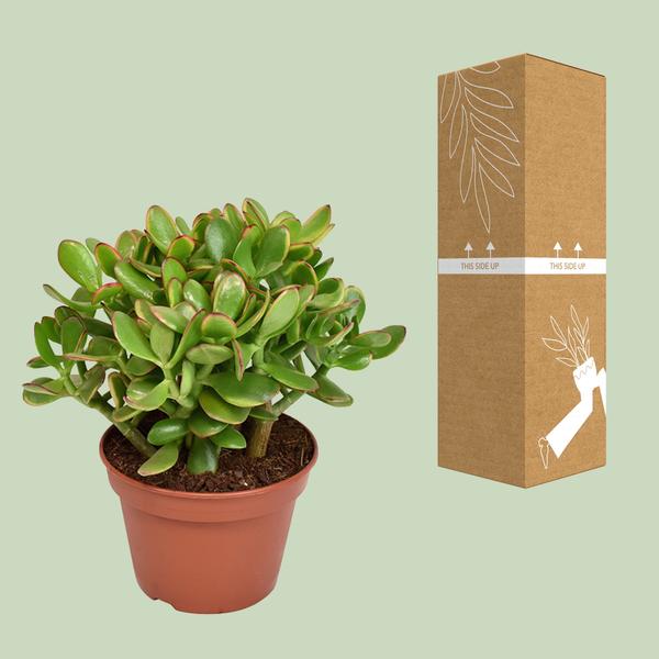 Crassula Ovata Minor - Ø15cm - ↕21cm