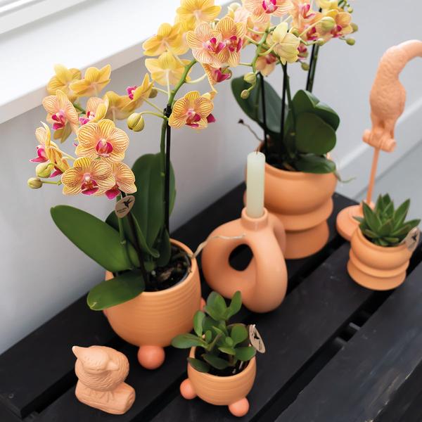 Kolibri Orchids | Oranje Phalaenopsis orchidee – Jamaica + Rolling sierpot peach – potmaat Ø9cm | bloeiende kamerplant in bloempot - vers van de kweker