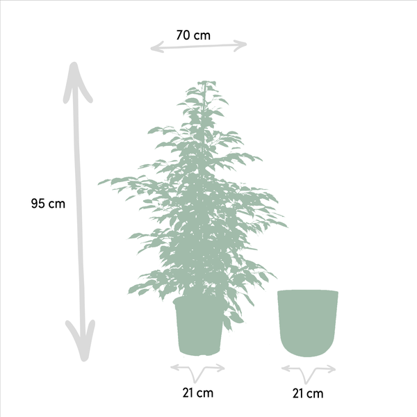 Ficus benjamina Twilight - Ø21cm - ↕95cm + Pot Mayk Lead