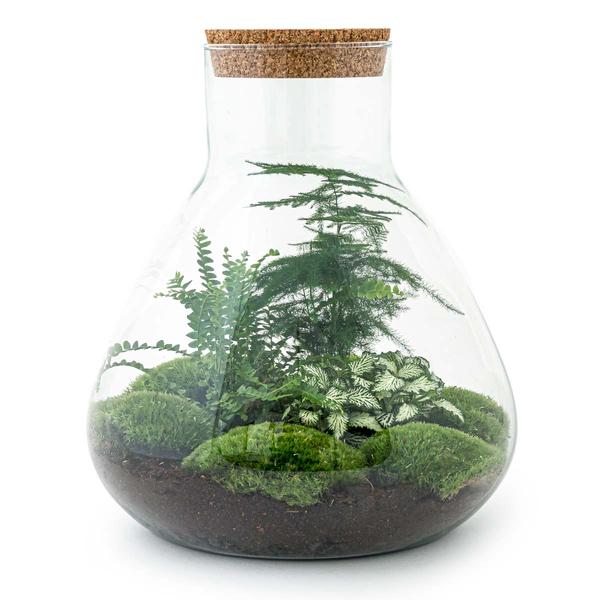 DIY terrarium - Sam XL - ↕ 35 cm - Rake + Shovel + Tweezer + Scissors