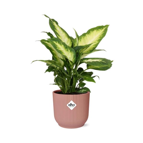 Dieffenbachia ‘Camilla’ in ELHO Vibes Fold 14cm roze