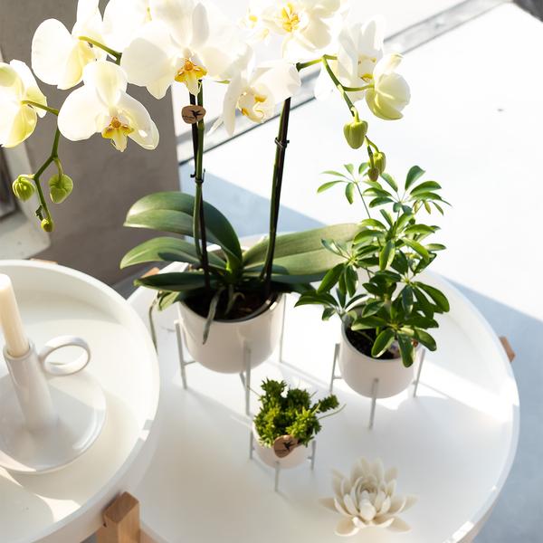 Kolibri Orchids | witte Phalaenopsis orchidee - Dame Blanche - potmaat Ø12cm | bloeiende kamerplant - vers van de kweker