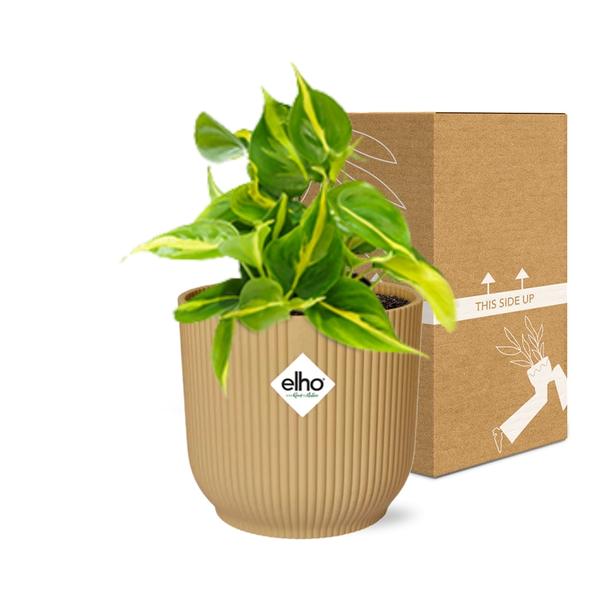 Philodendron Scandens ‘Brasil’ in ELHO Vibes Fold 14cm geel