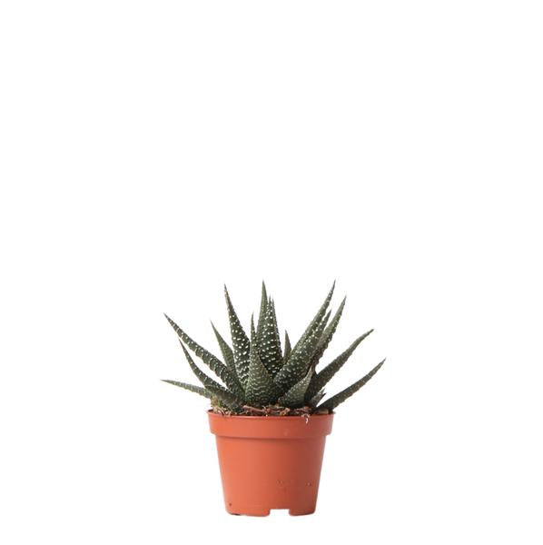 Kolibri Greens | Groene plant - Succulent Haworthia Royal Highnness - potmaat Ø6cm - groene kamerplant - vers van de kweker