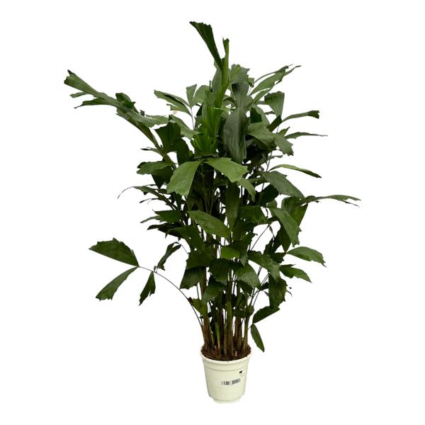 Caryota Mitis - 110 cm - Ø19cm