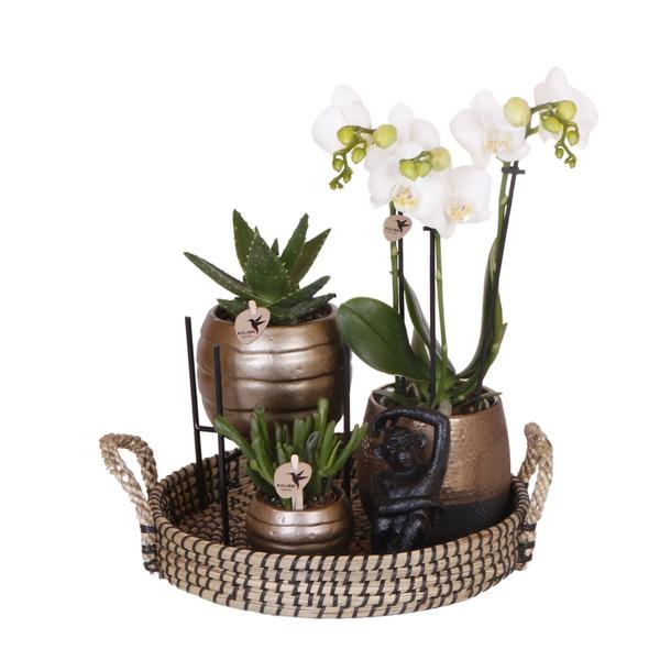 Kolibri Company | Gift set Home Hub | Plantenset met Phalaenopsis Orchidee en Succulenten incl. keramieken sierpotten