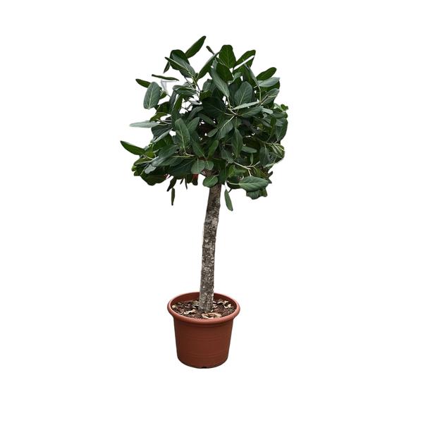 Ficus Benghalensis boom - 180 cm - ø45