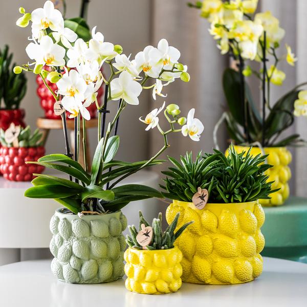 Kolibri Orchids | gele Phalaenopsis orchidee – Mexico + Citrus sierpot green – potmaat Ø9cm| bloeiende kamerplant in bloempot - vers van de kweker