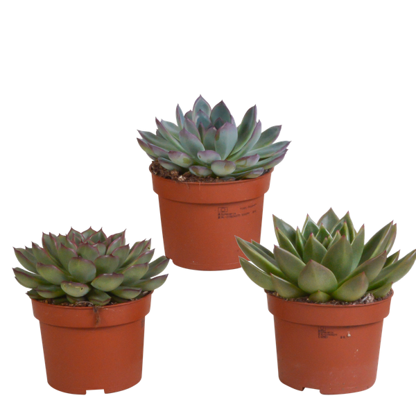 Echeveria mix 10.5 cm - 3x - zonder pot