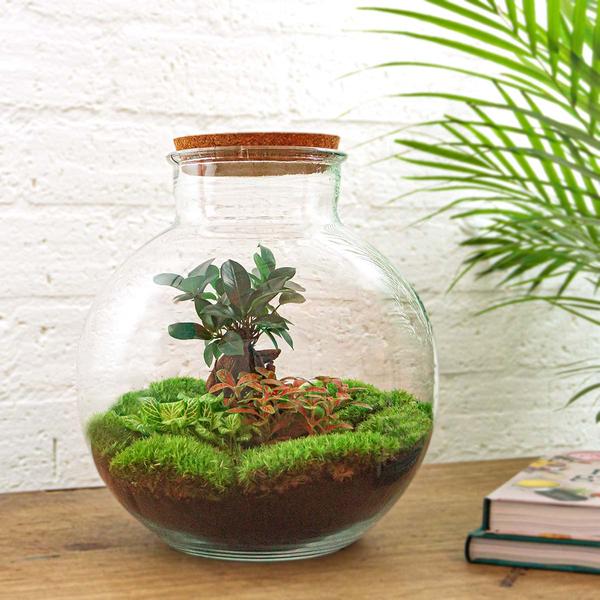 DIY terrarium - Bolder Bob Bonsai - ↕ 30 cm - Rake + Shovel