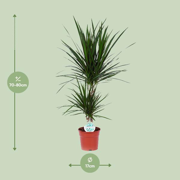 Dracaena Marginata - Ø17cm - ↕75cm