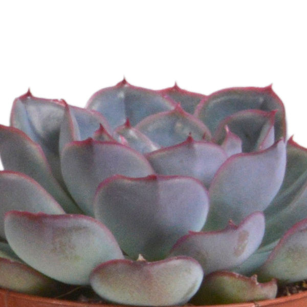 Echeveria mix 8.5 cm - 3x - in terracotta pot