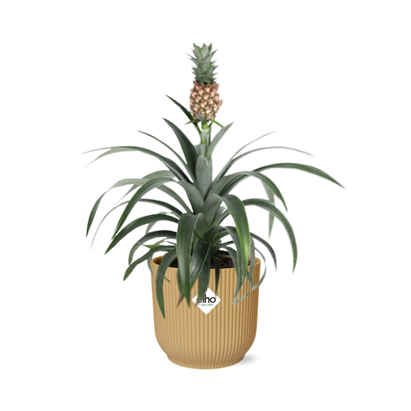 Ananas Mi Amigo in ELHO Vibes Fold 14cm geel