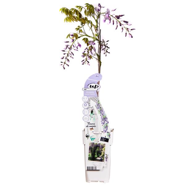 Wisteria sinensis Caroline - Paarse Regen - Ø15cm - ↕65cm