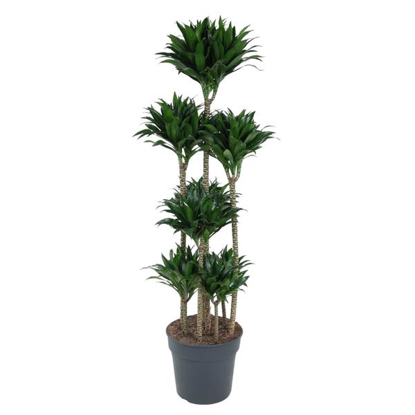 Dracaena Compacta Carrousel - 160 cm - ø34