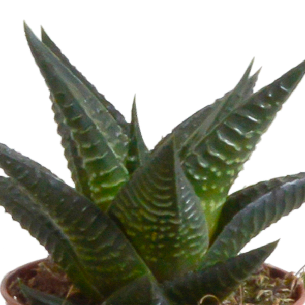 Gasteria/Haworthia mix 5,5cm - 5x - in terracotta pot