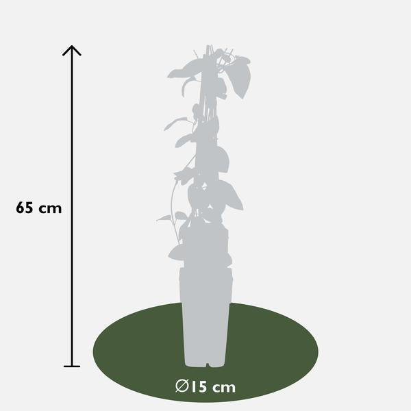 Lonicera japonica 'Halliana' - Ø15cm - ↕65cm