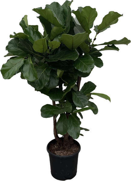 Ficus Lyrata vertakt - 150cm - ø24