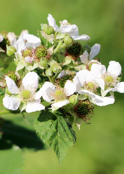 Rubus idaeus 'Malling Promise' - Framboos - Ø13cm - ↕45cm