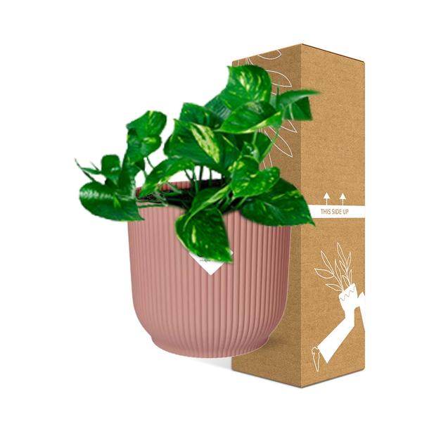 Epipremnum Pinnatum ‘Aureum’ in ELHO Vibes Fold 14cm roze