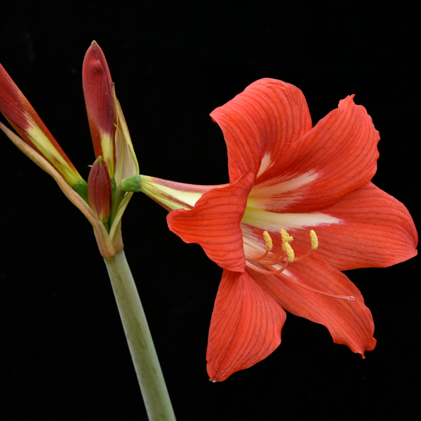 Amaryllis orange queen