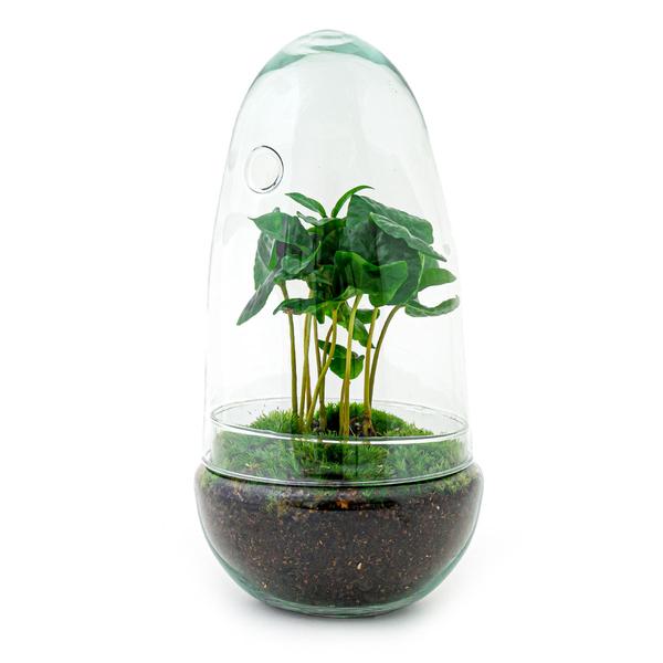 DIY terrarium - Egg Coffea Arabica - ↕ 25 cm