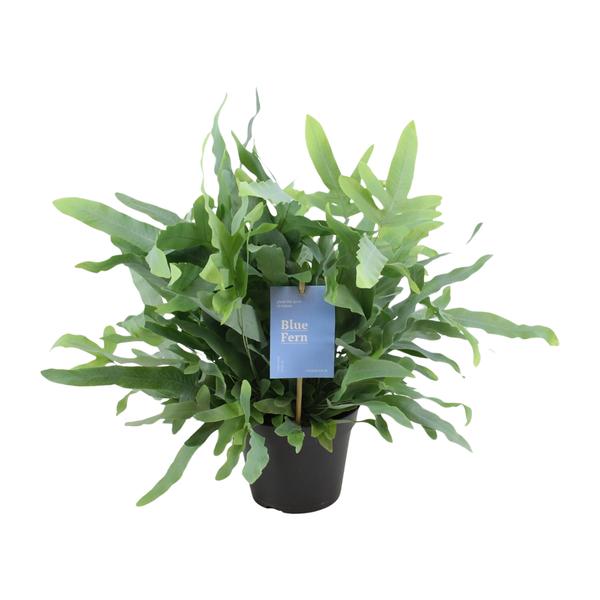 Phlebodium Blue Fern - Ø14cm - ↕40cm