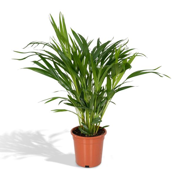 Dypsis Lutescens - Areca - Ø17cm - ↕60cm