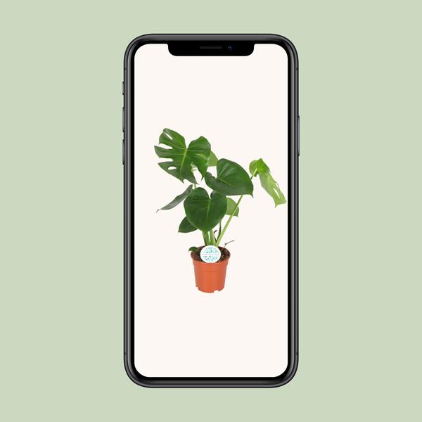 Monstera Deliciosa  - Ø17cm - ↕55cm