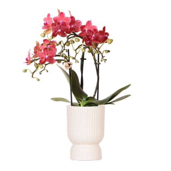 Kolibri Orchids | rode Phalaenopsis orchidee - Congo + Diabolo travertine - potmaat Ø9cm | bloeiende kamerplant - vers van de kweker