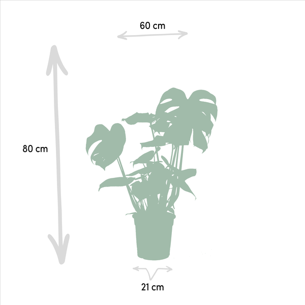 Strelitzia Nicolai - Ø19cm - ↕85cm + Monstera Deliciosa - Ø21cm - ↕75cm