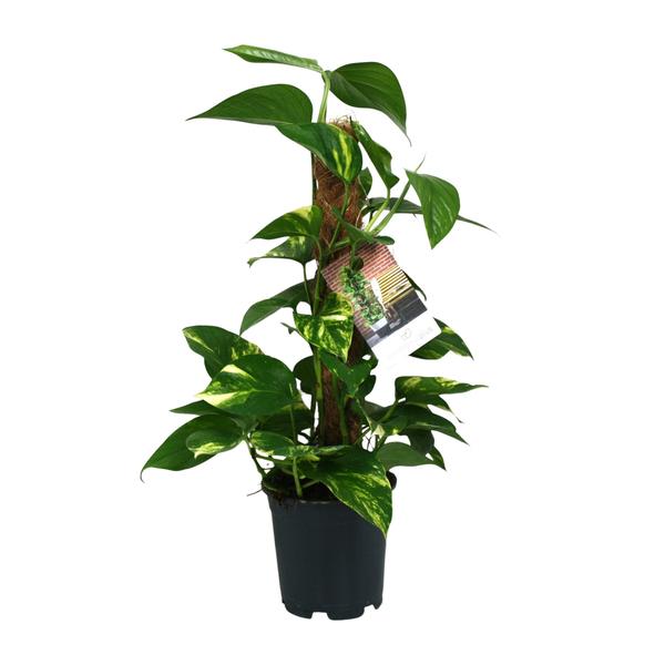 Scindapsus Epipremnum - Ø15cm - ↕50cm