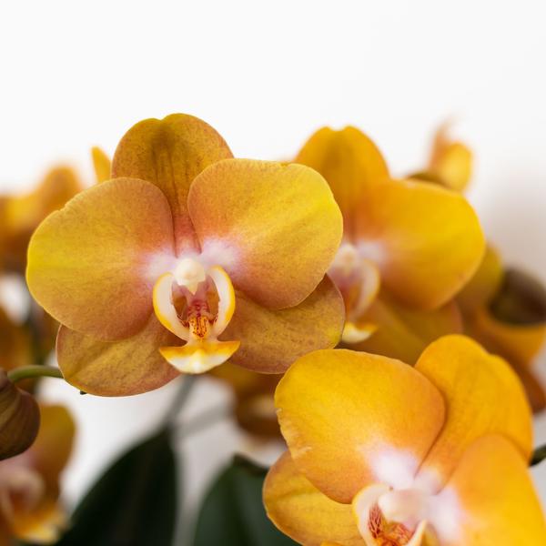 Kolibri Orchids | Oranje gouden Phalaenopsis orchidee - Jewel Las Vegas - potmaat Ø12cm | bloeiende kamerplant - vers van de kweker