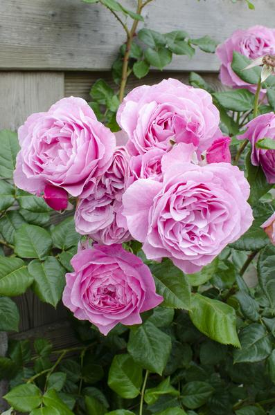 Rosa Crazy in love 'Pink' - Roze Roos - Ø15cm - ↕65cm