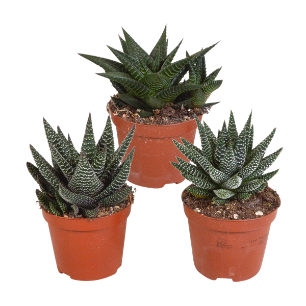 Gasteria/Haworthia mix 8,5cm - 3x - zonder pot