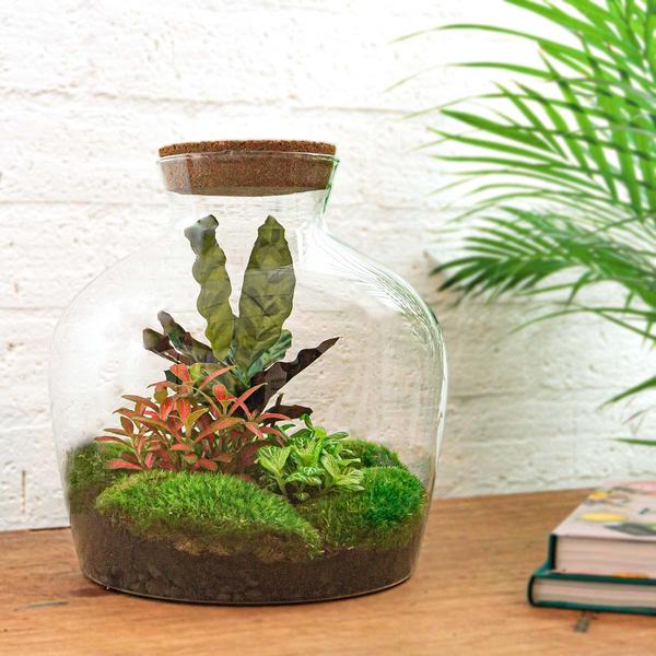 DIY terrarium - Fat Joe Rood - ↕ 30 cm - Rake + Shovel