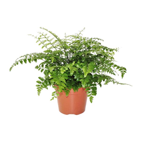 Asplenium Parvati - Ø17cm - ↕30cm