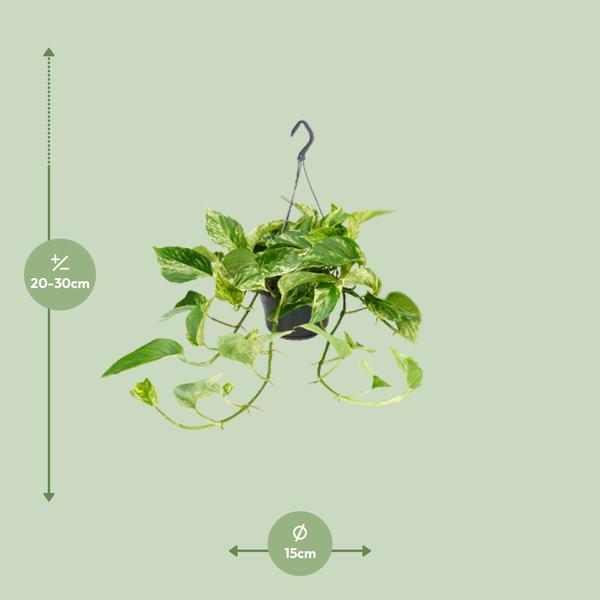 Epipremnum Marble Queen - Scindapsus - Ø15cm - ↕25cm - Ø15 - ↨25cm