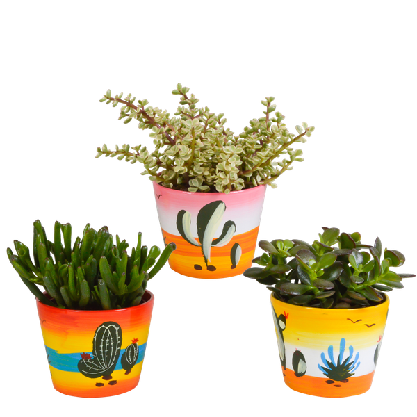 Crassula mix 10,5 cm - 3x - in Mexicaanse pot