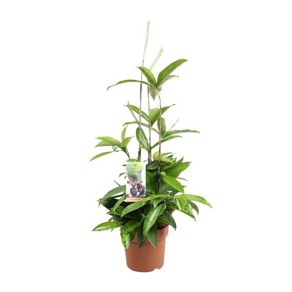 Dracaena Surculosa - Ø17cm - ↕55cm