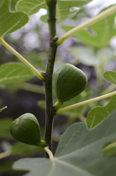 Ficus Gustissimo Perretta - Ø19cm - ↕50cm - Ø13 - ↨45cm