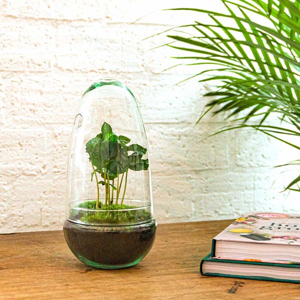 DIY terrarium - Egg Coffea Arabica - ↕ 25 cm