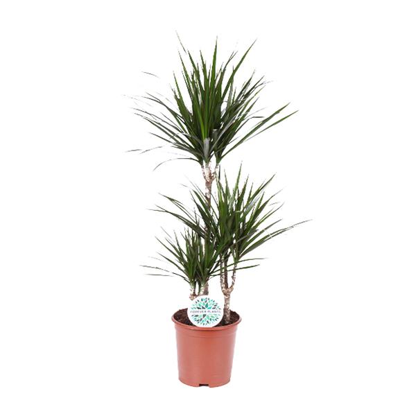 Dracaena Marginata - Ø21cm - ↕115cm