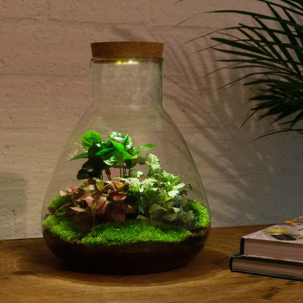 DIY terrarium - Sam Coffea met lamp - ↕ 30 cm - Rake + Shovel + Tweezer + Scissors