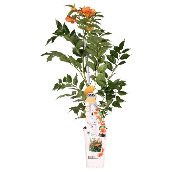 Campsis Indian Summer - Trompetbloem Oranje - Ø15cm - ↕65cm - Ø15 - ↨65cm