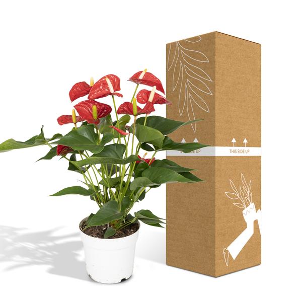 Anthurium Red - Ø17cm - ↕55cm