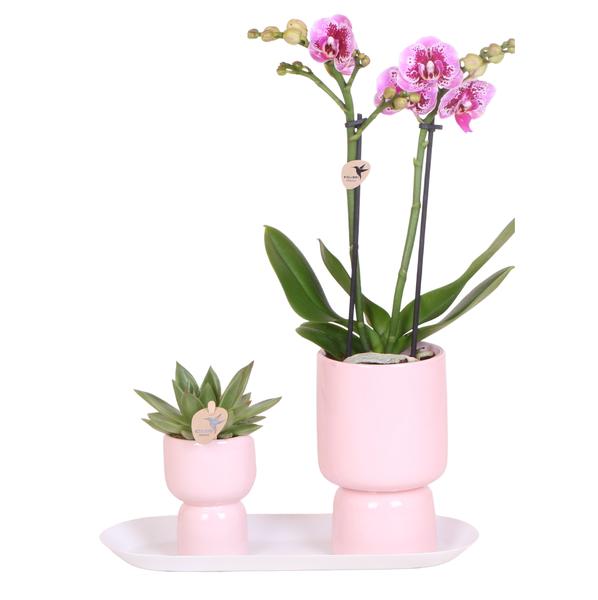 Kolibri Orchids | Plantenset Floral Blush pink small| Groene planten met Phalaenopsis orchidee in Floral Blush pink sierpotten en wit dienblad