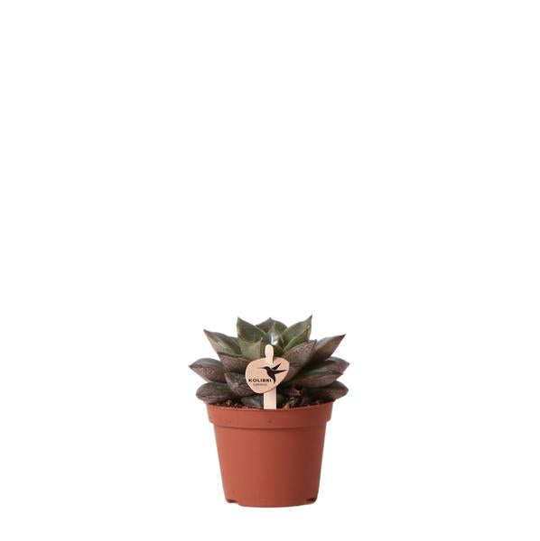 Kolibri Greens | Groene plant - Succulent Echeveria Purpusorum - potmaat Ø6cm - groene kamerplant - vers van de kweker